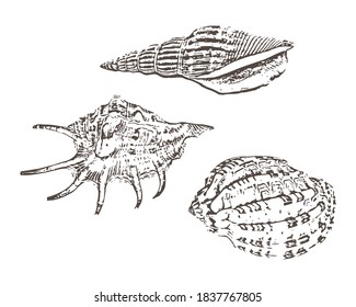 Iconos de mariscos de Doodle aislados en blanco. Esbozo de dibujo manual, ilustración de material vector. EPS 10