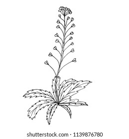 Doodle shepherd's purse medicinal plant black outline on a white background