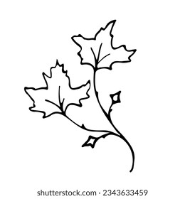 Doodle single twig branch with maple leaf element. Twig plant, herb. Vector silhouette illustration. Hand drawn branches. Black on white background. Design element for natural and organic designs.