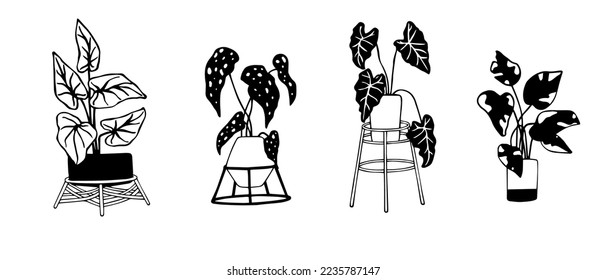 Doodle sket of houseplants.Vector graphics.