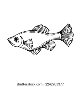 Doodle sketch of a decorative fish.Vector graphics.