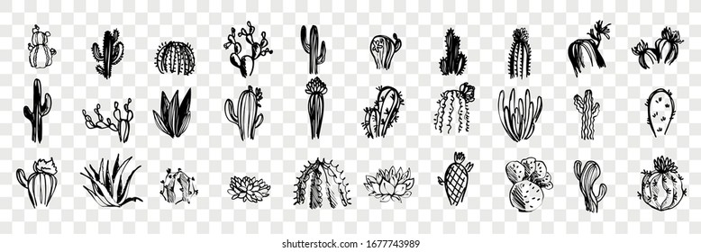 Doodle, sketch, hand drawn cactuses set collection. Pen or pencil, ink hand drawn various cactuses. Sketches of different exotic desert plants isolated on transparent background. Vector illustration