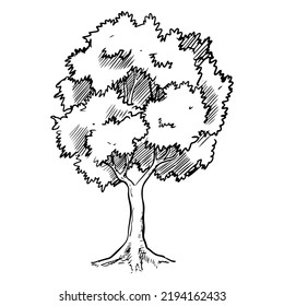 Doodle sketch style of Hand drawn tree vector illustration for concept design.