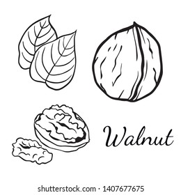 Doodle sketch walnut on a white background, cartoon drawing of nuts