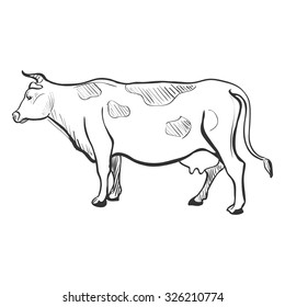 Doodle Sketchy Cow. Isolated in white background. Excellent vector illustration, EPS 10