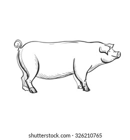 Doodle Sketchy Pig Vector Illustration. Isolated in white background. 