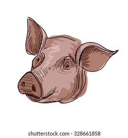 Doodle Sketchy Pig Vector Illustration. Isolated in white background.
