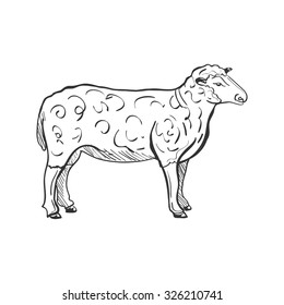 Doodle Sketchy Sheep. Vector Illustration. Isolated in white background. 