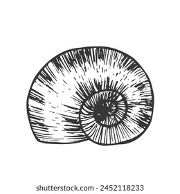 Doodle snail shell line icon vector isolated
