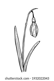Doodle snowdrop with stem and leaves. A sketch of the first spring flower. Vector hand-drawn illustration in outline style. Perfect for your projects, cards, invitations, print, decor, logo.