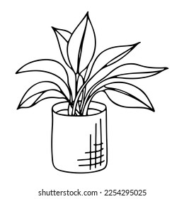 Doodle of spathiphyllum in pot. Hand drawn vector illustration of indoor plant isolated on white background.