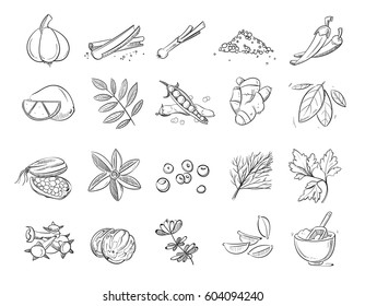 Doodle Spices And Herbs Vector Hand Drawn Set