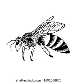 Doodle style bee. Black and white vector illustration. Insect is drawn by hand and isolated on a white background. Sketch of a honey bee. Side view. Outline drawing.