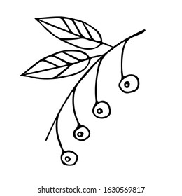 Doodle style, hand-drawn, outline cherry tree twigs with black ink berries. Berry brush isolated on a white background. hand-drawn design element, quick sketch, black and white image of a plant.