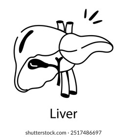 A doodle style icon of liver 