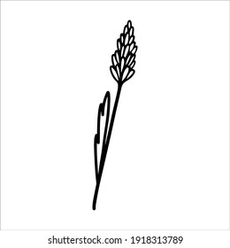 Doodle style lavender flower on a stem on a white background. Black and white illustration of a single floral element for invitation, greeting cards, print. Abstract isolated lavender flower.