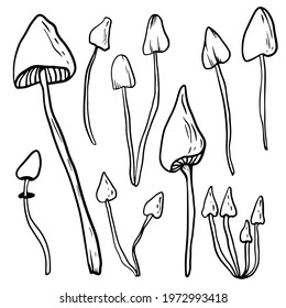 Doodle style mushroom set on isolated white background. Collection of forest edible and poisonous mushrooms. Vector illustration.