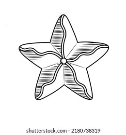 Doodle style ofsea star in vector format. Isolated illustration for banners, posters, logo.