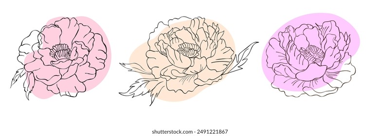 Doodle style peonies set with abstract colored spots Isolated elements on white background Vector floral illustrations for your projects Hand drawn line designs