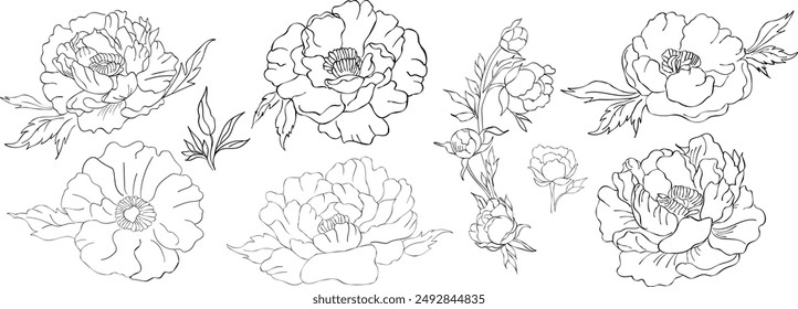 Doodle style peonies set A collection of isolated elements on white background Vector floral illustrations for your projects Hand drawn linear designs