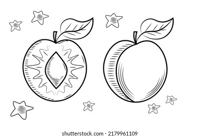 Doodle Stil der plumsin Vektorformat. Handgezeichnete Illustration von Früchten einzeln auf weißem Hintergrund.