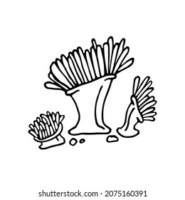 Doodle style sea coral reef. Invertebrates are an animal of the seabed. Coral polyp skeleton. Aquarium decor. Algae of the ocean. Hand drawn thin line art vector illustration. Isolated simple element.
