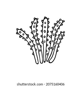 Doodle style sea coral reef. Invertebrates are an animal of the seabed. Coral polyp skeleton. Aquarium decor. Algae of the ocean. Hand drawn thin line art vector illustration. Isolated simple element.