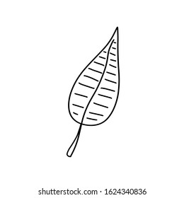 Doodle style tropical leaf in doodle style. Abstract jungle. Tree decoration. Vector, botanical collection. Jungle foliage illustration. Color background. Summer card design.