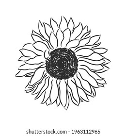 Doodle sunflower contour isolated on white background