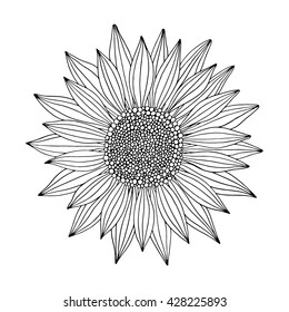 Doodle sunflower contour isolated on white background. Vector illustration