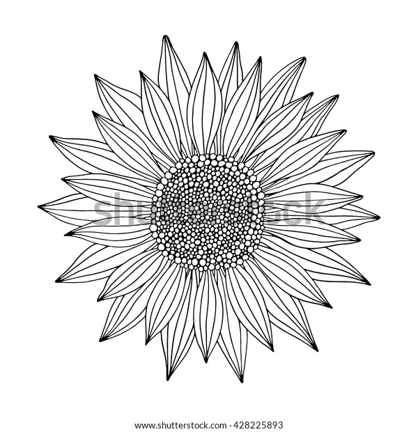 Doodle Sunflower Contour Isolated On White Stock Vector (Royalty Free ...