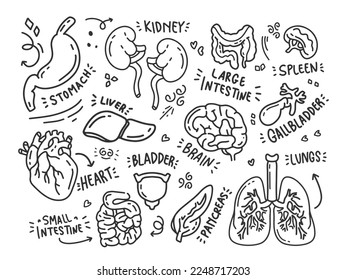 doodle theme of human internal organs with various hand drawn objects