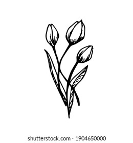 Doodle of three tulips on a white background isolated. Vector flowers can be used for wedding decor, textiles, postcards, business card design