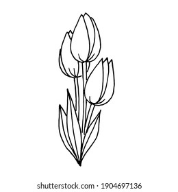 Doodle three tulips on a white background.Vector flowers can be used for postcards, coloring pages.advertising,textiles, various packaging.