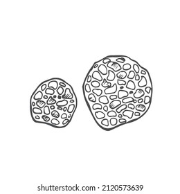 Doodle Truffle mushrooms. graphic vector sketch isolated on white