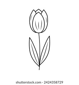 Doodle tulip. Cute spring flower. Vector linear illustration.