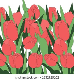 Doodle tulips background isolated vector illustration. Floral botanical flower. Nature landscape.