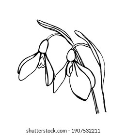 Doodle deux gouttes de neige sur fond blanc.Les fleurs Vectorielles peuvent être utilisées pour les cartes postales, les livres de coloriage, les cosmétiques d'emballage, les textiles.