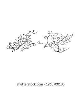 Doodle two watermelon leaves on a white background.Vector leaves can be used in textiles, packaging,coloring pages, postcards.
