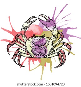 Doodle vector Crab Thaiphusa sirikit or Crab Three color habitat in Western Thailand. Crab That is beautiful  