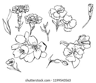 Doodle vector flowers in vintage. Without color isolated. Great fo different web usages as well as printed ones