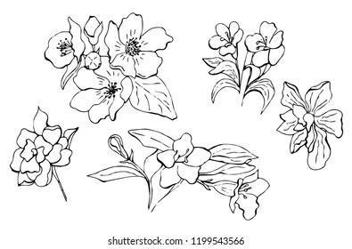 Doodle vector flowers in vintage. Without color isolated. Great fo different web usages as well as printed ones