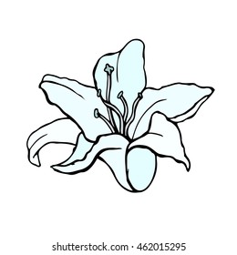Doodle vector Illustration lily. Beautiful flower isolated. For greeting cards and invitations of wedding, birthday, mother's day, holiday Plant on background. Cloth design,wallpaper,wrapping. Eps10.