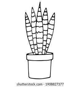 Doodle vector illustration of Potted Sansevieria plant isolated on white. Home plant. Hand drawn simple element of interior. For greeting card, poster, collage, wrapping, book illustration. 