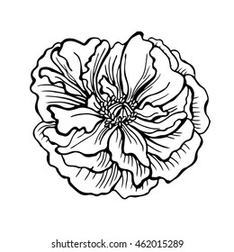 Doodle vector Illustration rose. Beautiful flower isolated. For greeting cards and invitations of wedding, birthday, mother's day, holiday Plant on background. Cloth design,wallpaper,wrapping. Eps10.