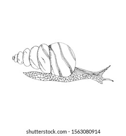 Doodle vector illustration with a snail hand-drawn outline. Realistic stylised cartoon snail sketch for coloring book page for kids and adults. Isolate