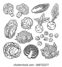 Doodle vector illustration of varieties of cabbage. Sketch collection of fresh vegetables isolated on white background.