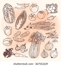 Doodle vector illustration of vegetables set. Hand drawn collection of vegetables on the watercolor background.