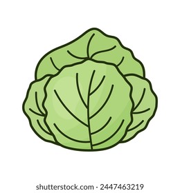 doodle vector illustration of white cabbage