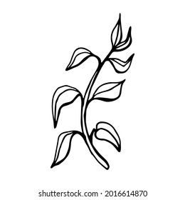 Doodle vector twig with leaves on a white background is isolated